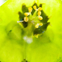 Web漏洞扫描工具